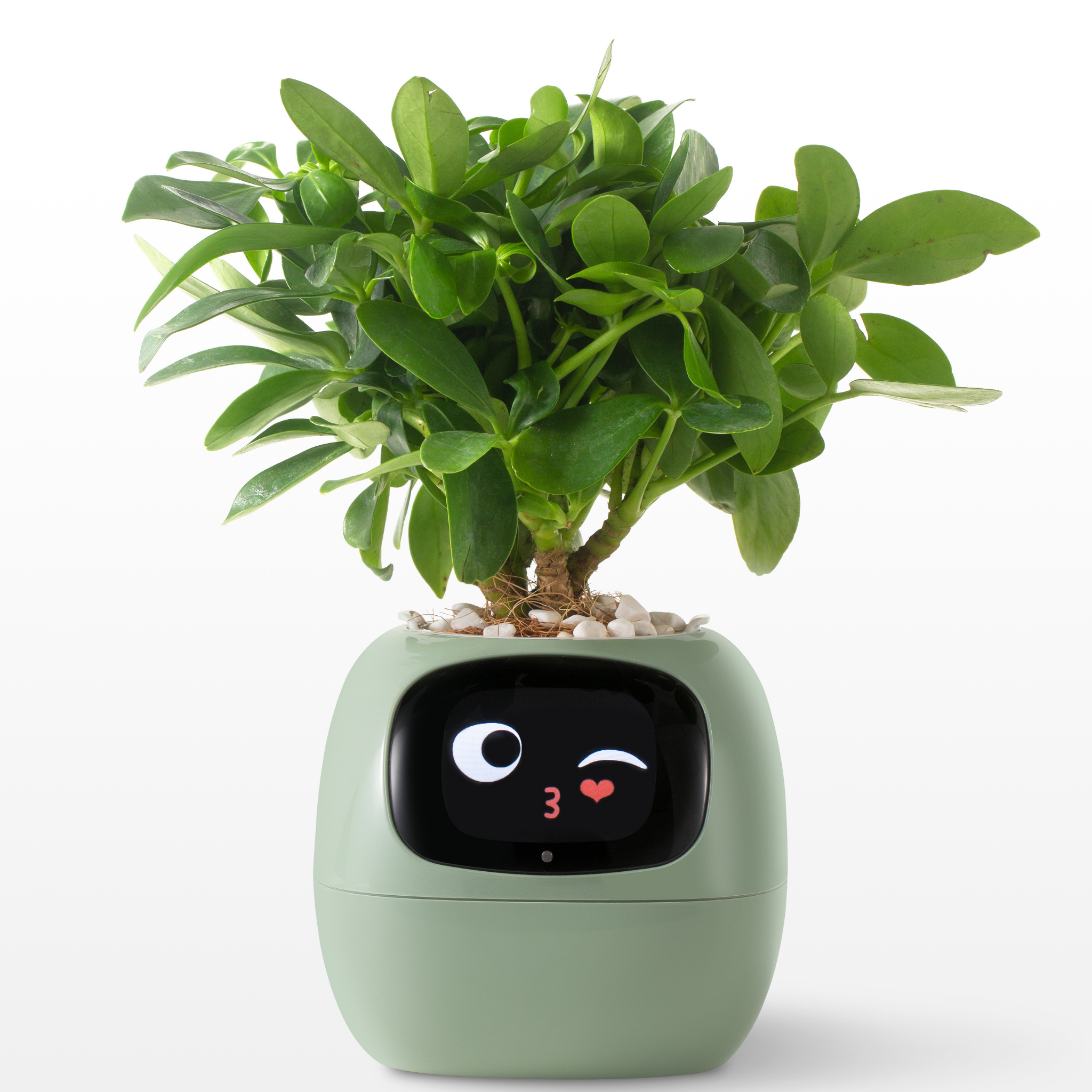 Emoji Ghiveci de Flori – Decorațiune Originală și Amuzantă