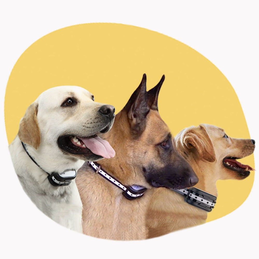 Trådløst hundehegnsystem med træningshalsbånd - total sikkerhed og kontrolleret frihed