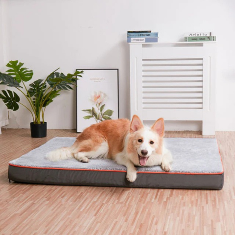 Seng Til Store Hunde – Komfort Og Tilpasset Plads 