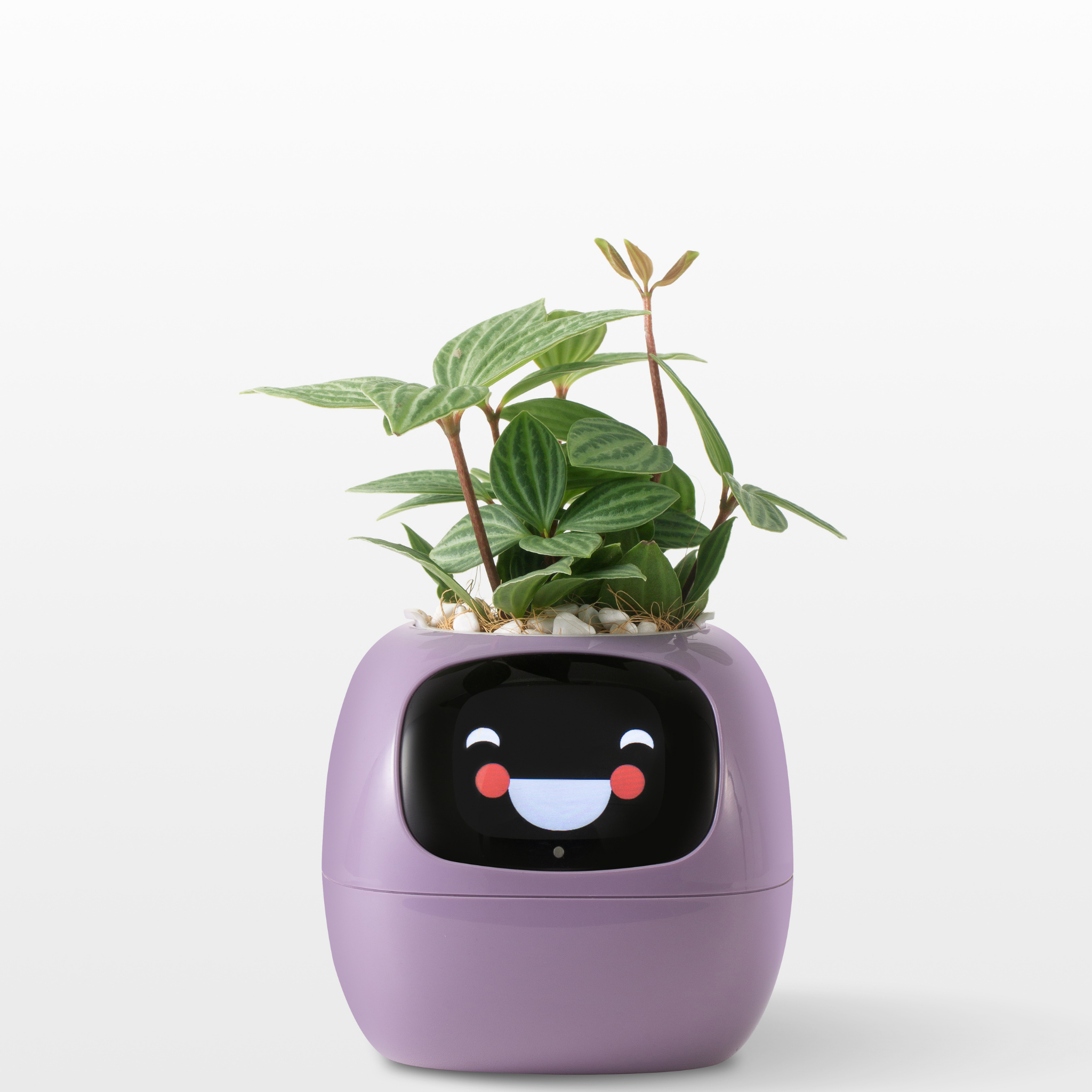 Emoji Ghiveci de Flori – Decorațiune Originală și Amuzantă 