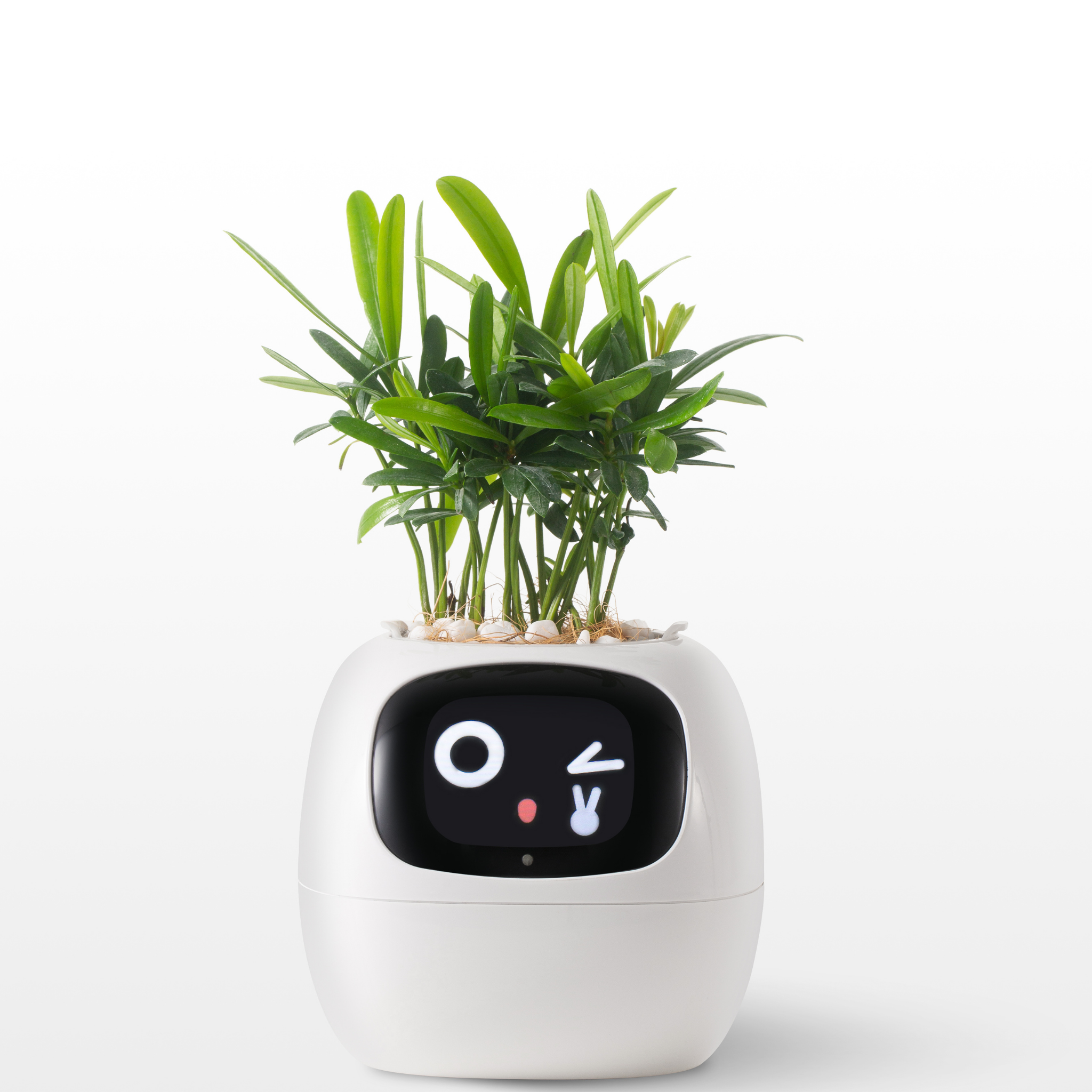 Emoji Ghiveci de Flori – Decorațiune Originală și Amuzantă 